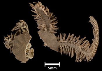 Media type: image;   Invertebrate Zoology OPH-1788 Description: Top of brittle star with a view of the disc. Specimen broken in two pieces.;  Aspect: dorsal